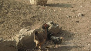 Chickens